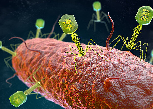 Phagen gegen Morbus Crohn Bakteriophagen-Virus greift ein Bakterium an