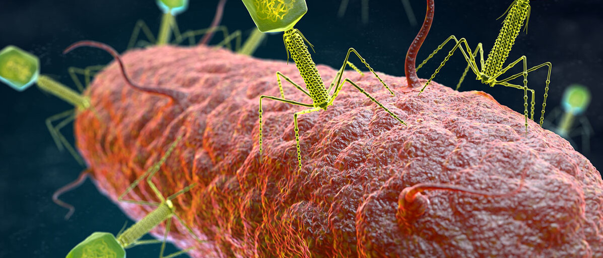 Phagen gegen Morbus Crohn Bakteriophagen-Virus greift ein Bakterium an