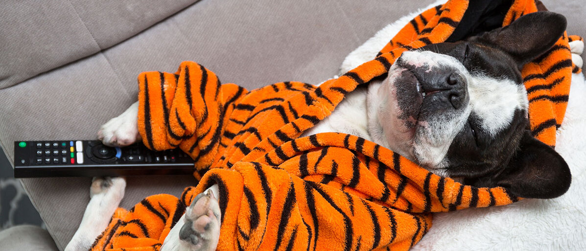 Französische Bulldogge in orange Tiger Bademantel schlaft mit Fernbedienung.