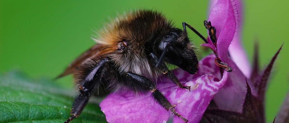 Biene erntet Blütenstaub.