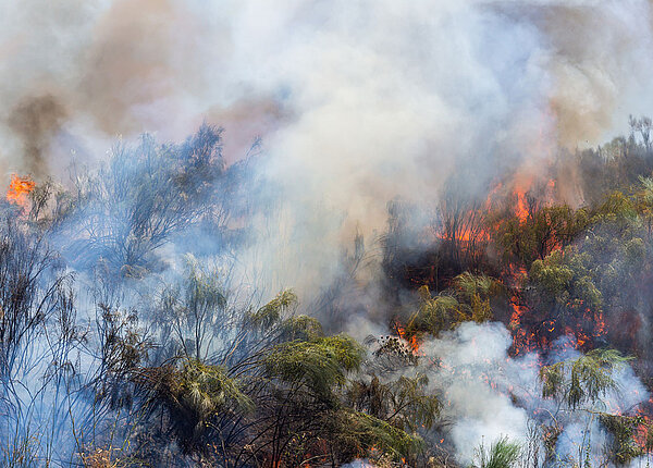Gesundheitsrisiko Waldbrand Rauchschwaden über einem Wald