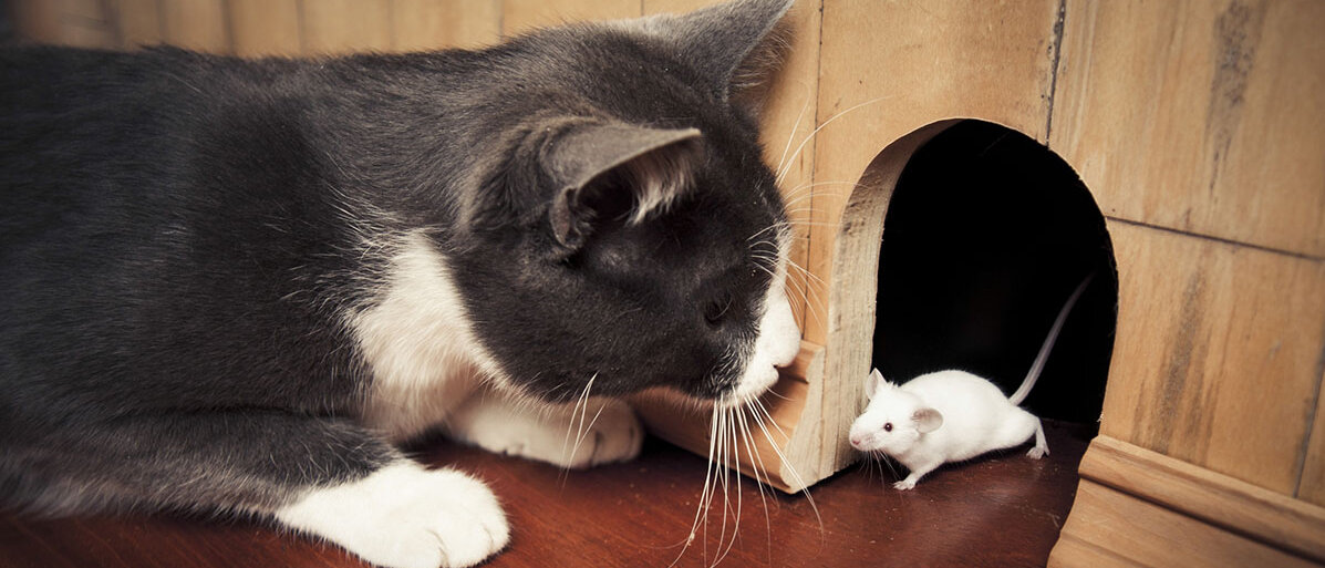 Katze schaut auf Maus vor einem Loch in der Wand