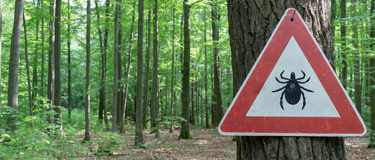 Zecken-Warnschild im Wald