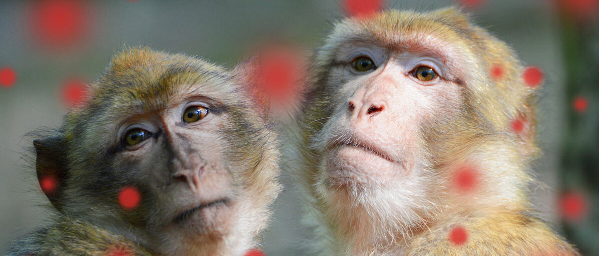 Zwei Affen und rote Punkte auf dem Bild