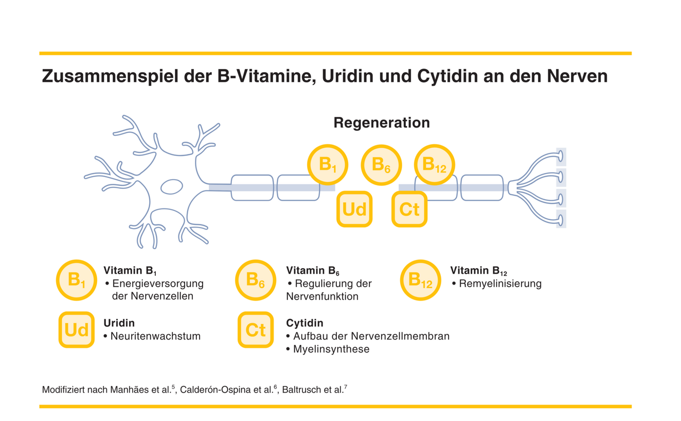 Zusammenspiel der Nahrstoffe an den Nerven