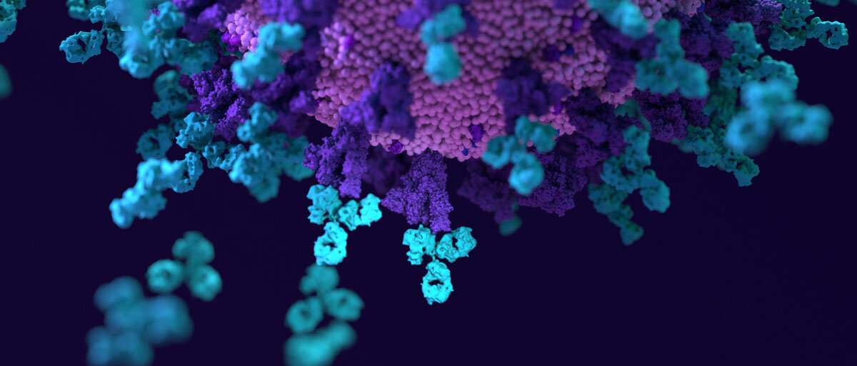 Eine Darstellung einer Virusoberfläche mit Spike-Proteinen, an die Y-förmige Antikörper mit ihren Fab-Fregmenten, den "Ärmchen", binden.
