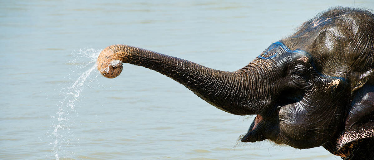 Warum Nasenduschen am besten in der Apotheke geholt werden sollten und wie die Anwendung richtig funktioniert Ein Elefant steht im Wasser und spritzt Wasser aus seinem Rüssel.