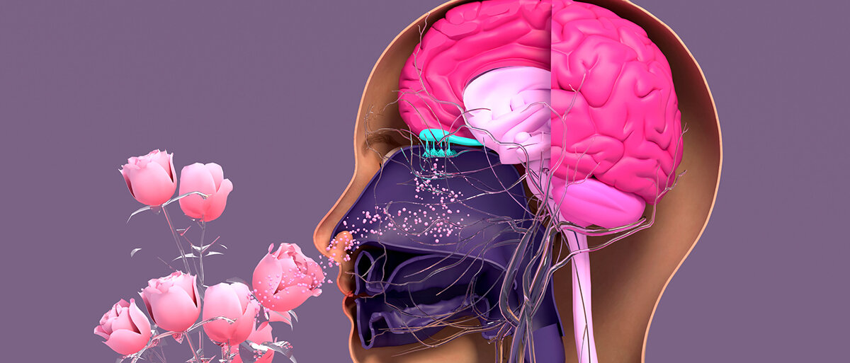Querschnitt durch Gehirn und Nase während an Straß Rosen gerochen wird