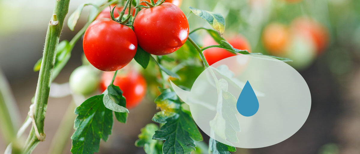 Eine Sprechblase neben einer Tomatenpflanze zeigt einen Wassertropfen.