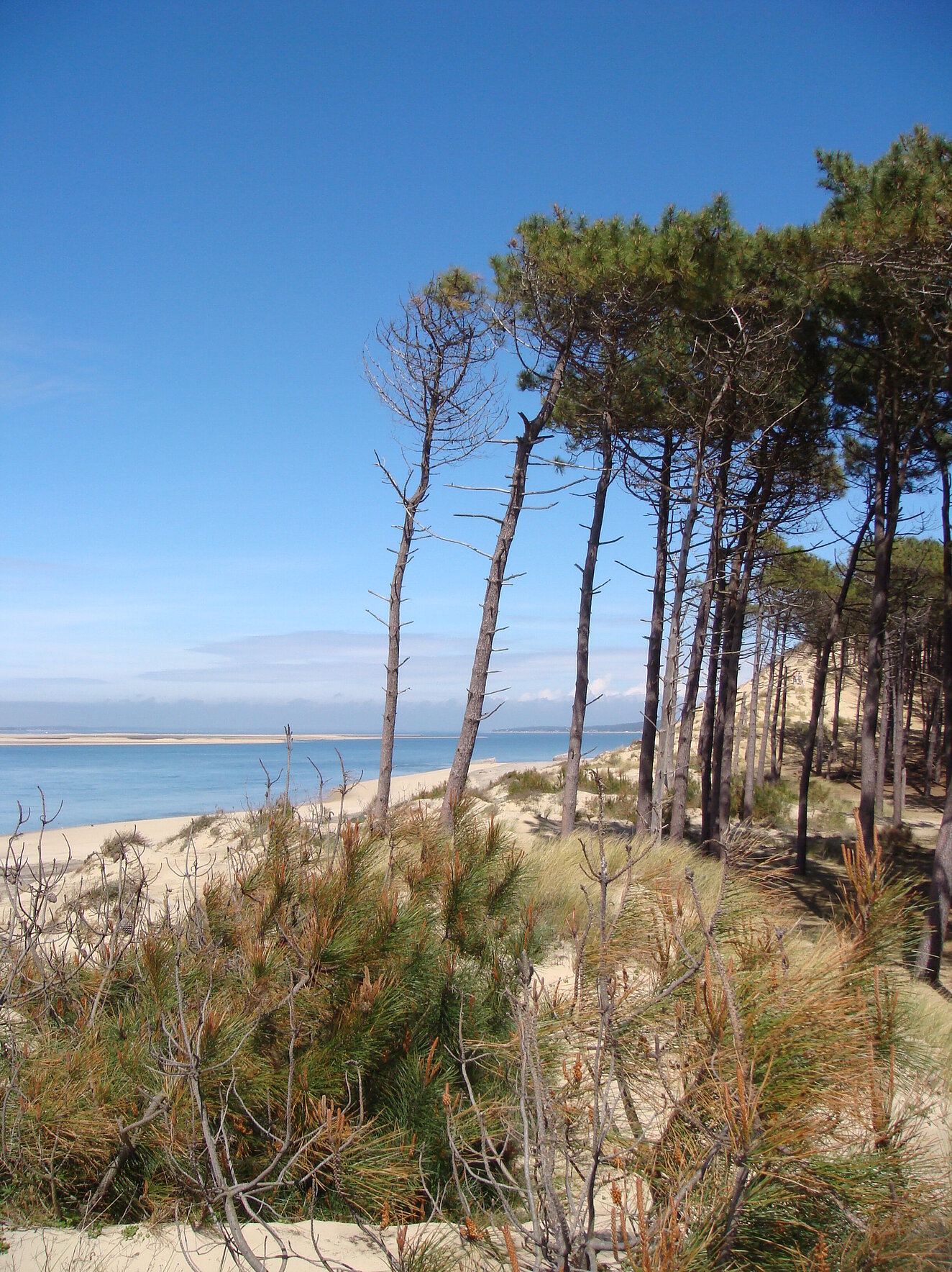 Ein Meereskiefernwald an der französischen Atlantikküste.