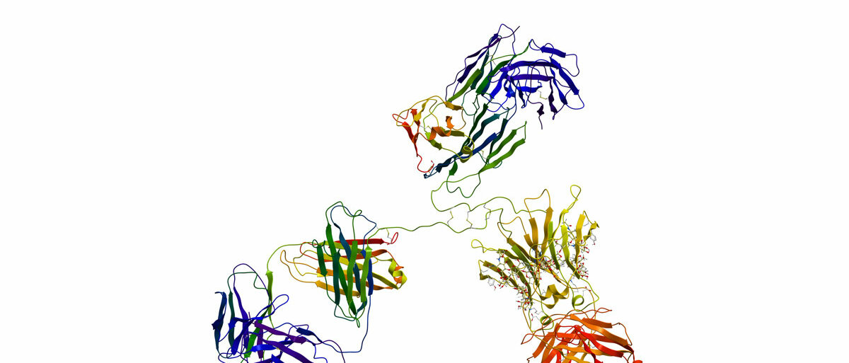 Modell eines Immunglobulin-Moleküls. Eine dreigeteilte Form ist erkennbar, aber auch spiralförmige oder bandartig verschlungene Teilstrukturen.