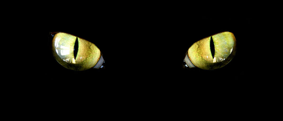 Augen einer schwarzen Katze