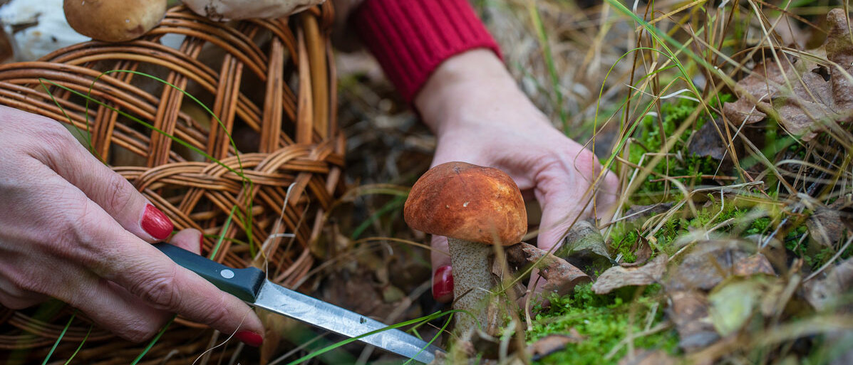 Frau sammelt Pilze in der Natur