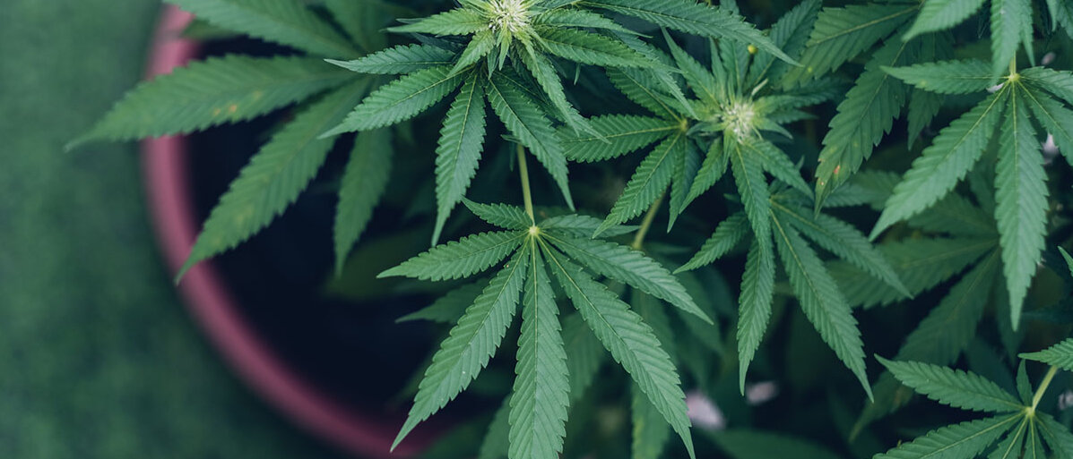 Cannabis-Pflanze im Topf 