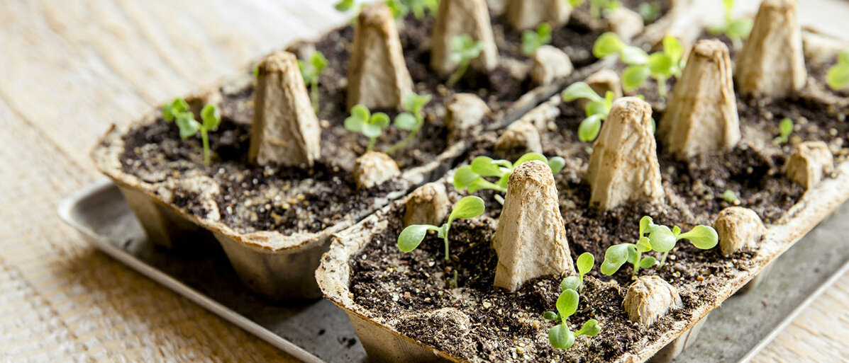 Gemüse vorziehen auf der Fensterbank Kleine Pflanzen in Eierkarton auf Holzfensterbank