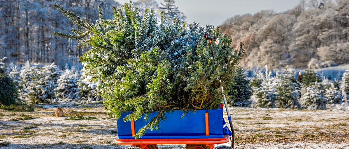 Auswahl des Weihnachtsbaumes Tannenbaum liegt auf einem blauen Schubkarren und es liegt etwas Schnee
