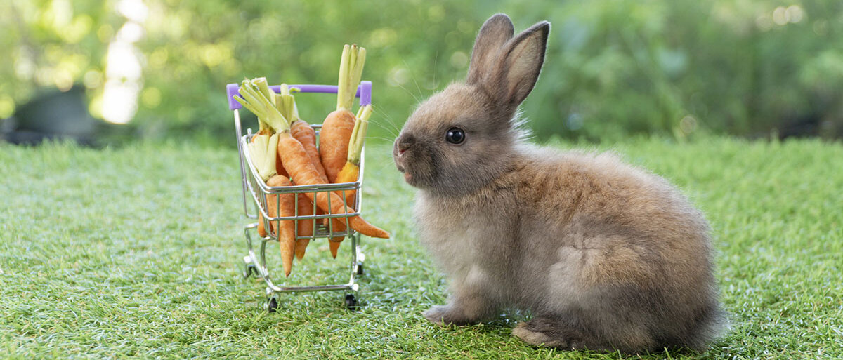Ein Kaninchen sitzt auf einer Wiese. Neben ihm steht ein Miniatureinkaufswagen voller kleiner Karotten.