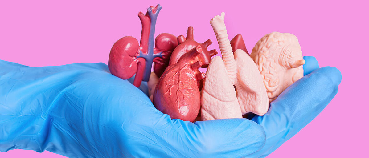 Hand in blauem Einweghandschuh hält Plastik-Organe