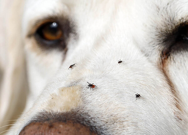 Einem weißen Labrador Retriever laufen vier Zecken über die Schnauze.