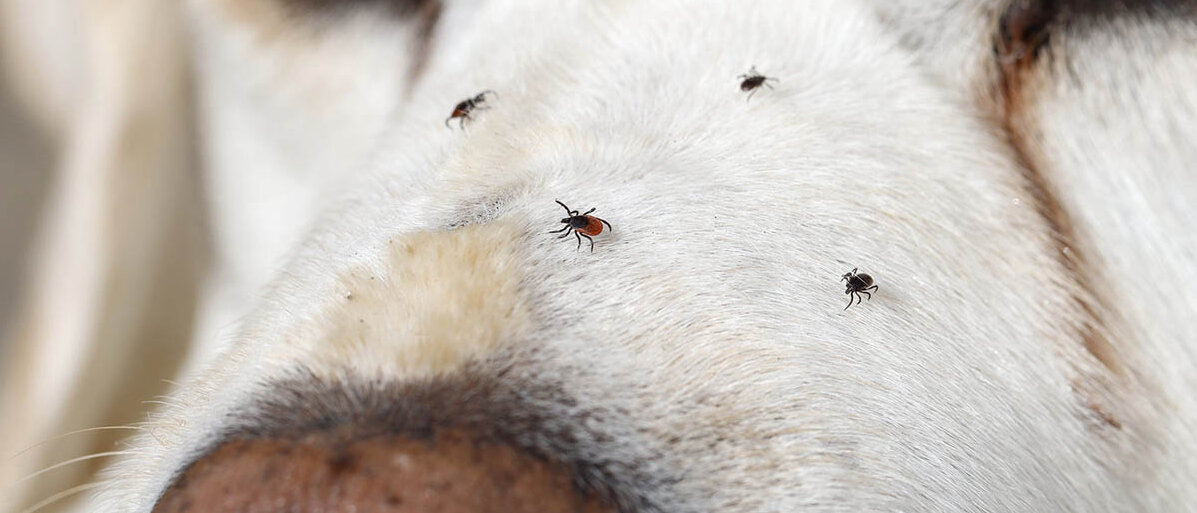 Zecken übertragen auf den Hund die Hundemalaria genannte Babesiose. Was ist der beste Schutz vor Zecken? Einem weißen Labrador Retriever laufen vier Zecken über die Schnauze.
