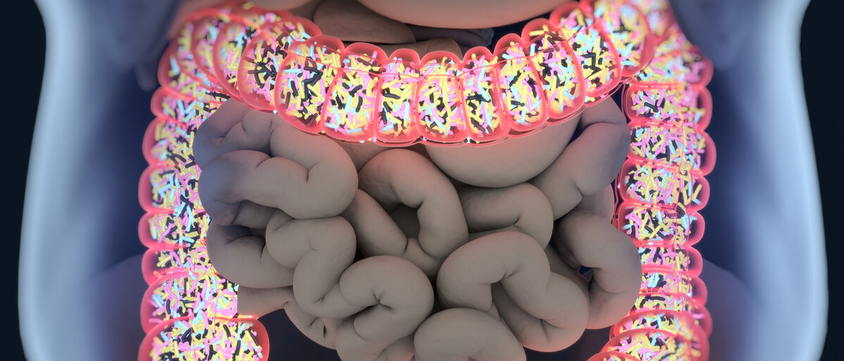 Ein schematisch dargestellter Darm, das Mikrobiom ist farbig hervorgehoben 