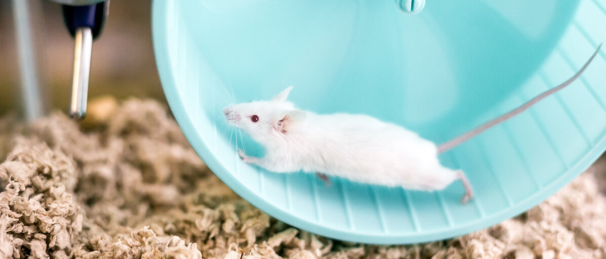 eine weiße Maus im Laufrad