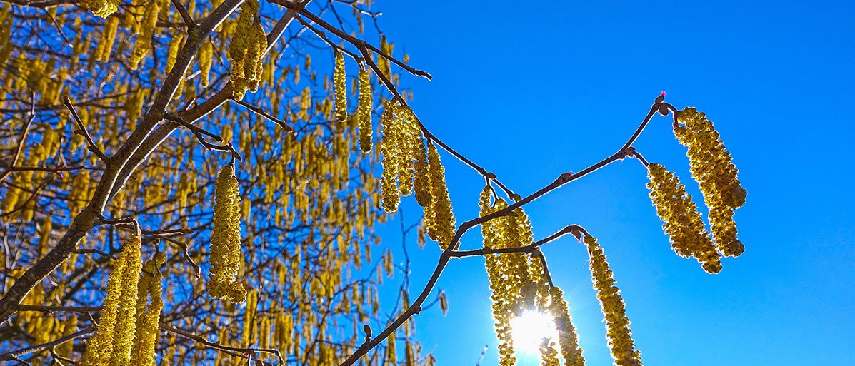 Haselnusspollen bei blauem Himmel am Baum