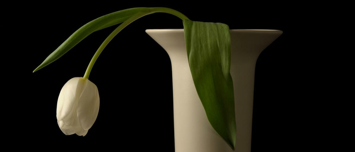 Vor tiefschwarzem Untergrund lässt eine weiße Tulpe in einer weißen Vase den Kopf hängen.