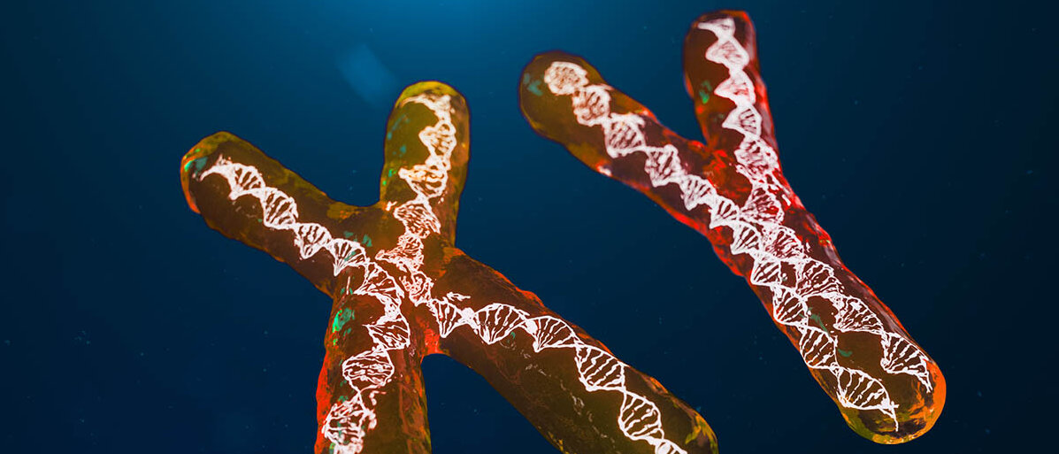 Autoimmunerkrankungen bei der Frau: Ist das X-Chromosom schuld? Ein X- und ein Y-Chromosom, in denen sich jeweils DNA windet.