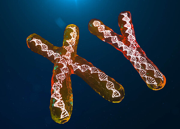 Autoimmunerkrankungen bei der Frau: Ist das X-Chromosom schuld? Ein X- und ein Y-Chromosom, in denen sich jeweils DNA windet.