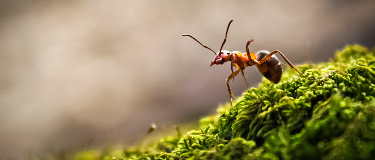 Eine Ameise auf moosigem Untergrund streckt ihre Fühler und ein Bein aus.
