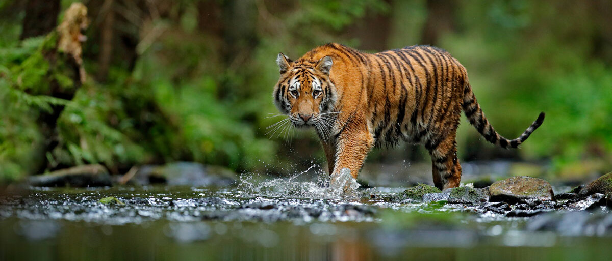 Ein Tiger überquert einen Fluss.