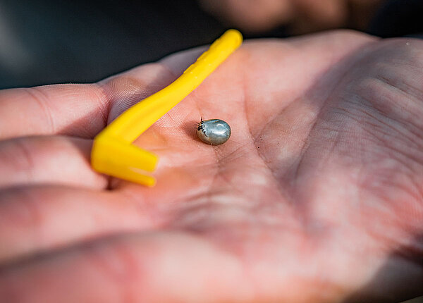 Nahaufnahme: Zecke auf der Hand, neben ihr gelbes Werkzeug zum Entfernen 