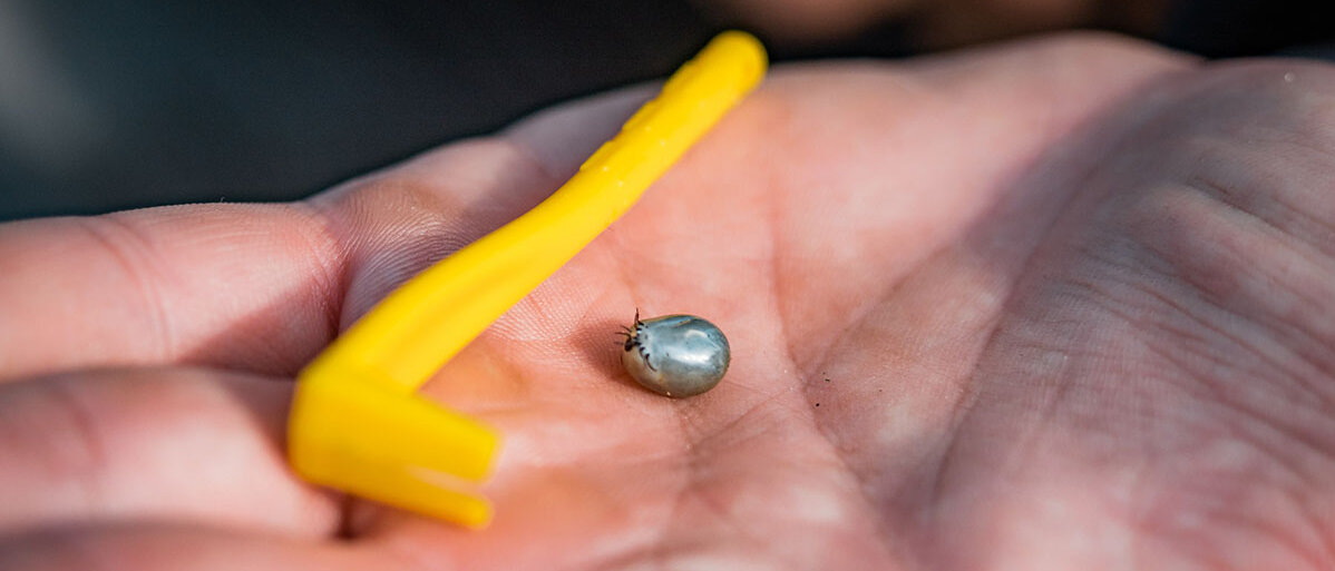 Nahaufnahme: Zecke auf der Hand, neben ihr gelbes Werkzeug zum Entfernen 