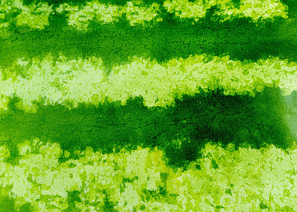 Schmorbraten aus Wassermelone Detailansicht Wassermelone