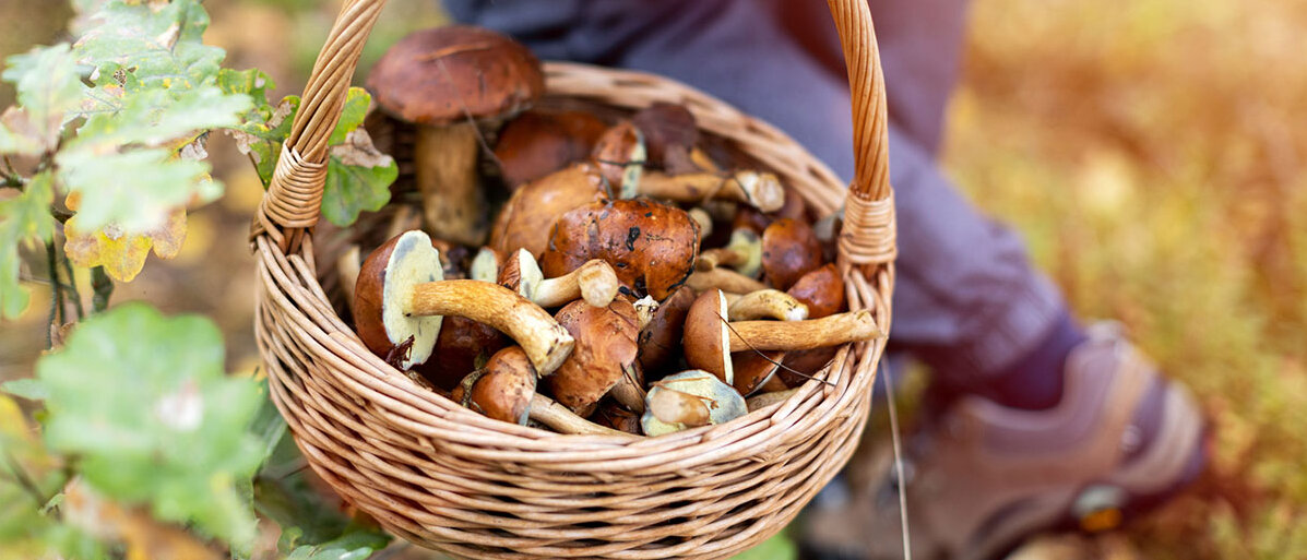 Ein geflochtener Korb gefüllt mit Steinpilzen