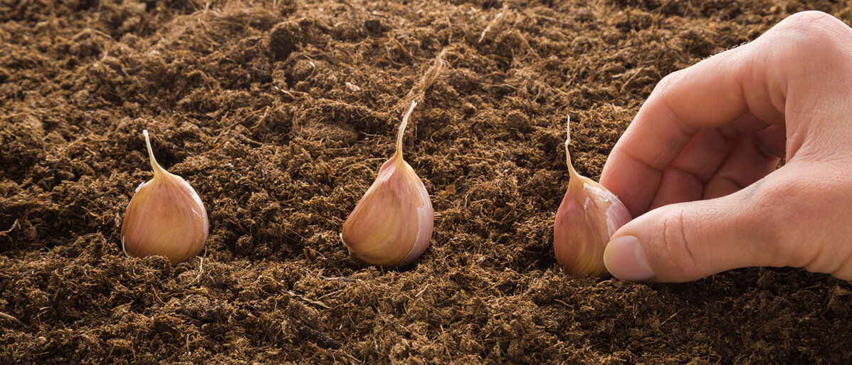 Nahaufnahme: Frau steckt Knoblauch in Erde.