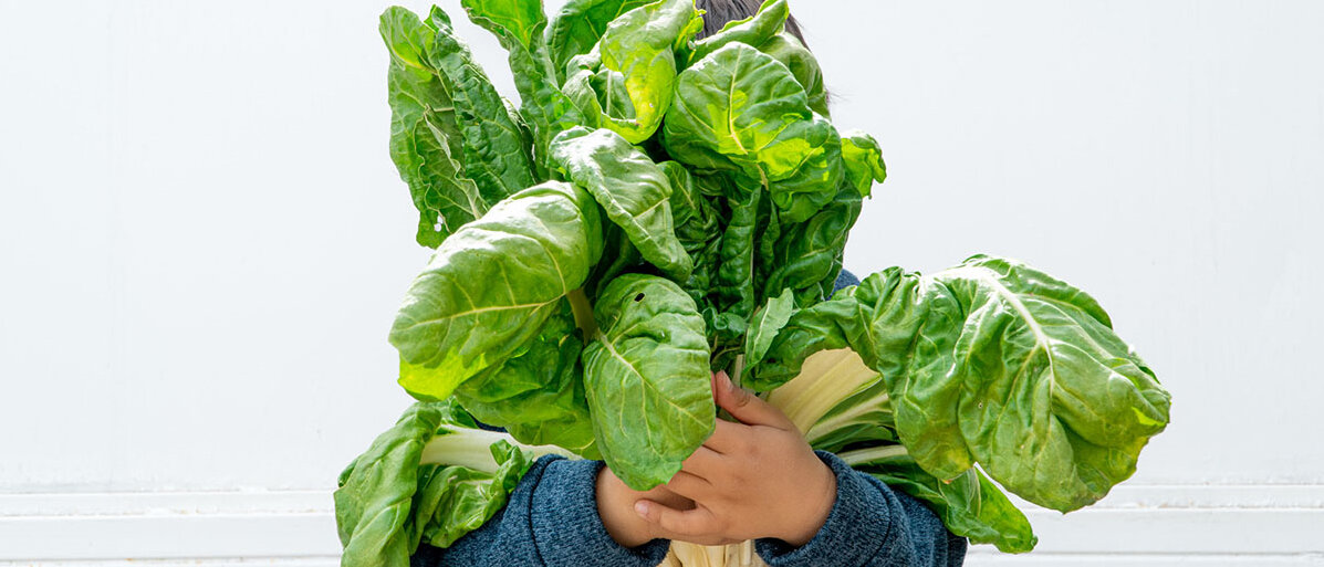 Junge, der einen Haufen Mangold hält.