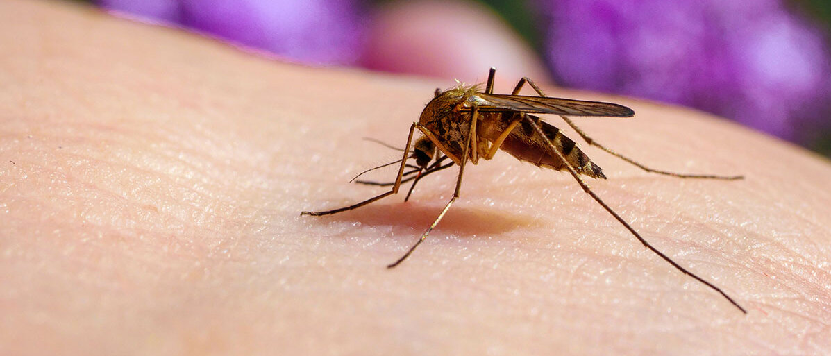 Stechmücke sitzt auf einem Arm