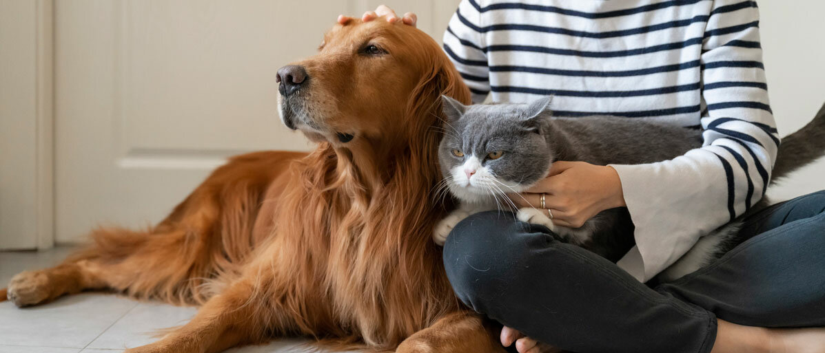 Hund und Katze sitzen mit Frauchen zusammen