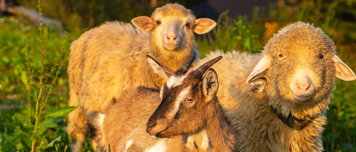 Schafe und Ziegen auf einer Wiese