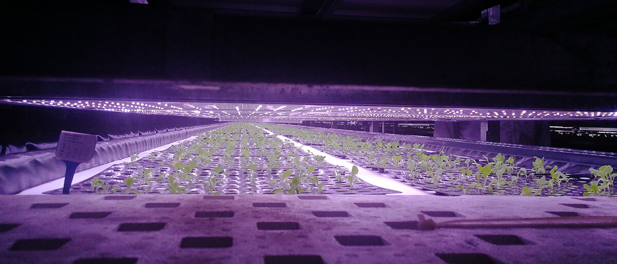 In einem Vertical Garden werden kleine Salatpflänzchen angepflanzt - unter violettem Licht