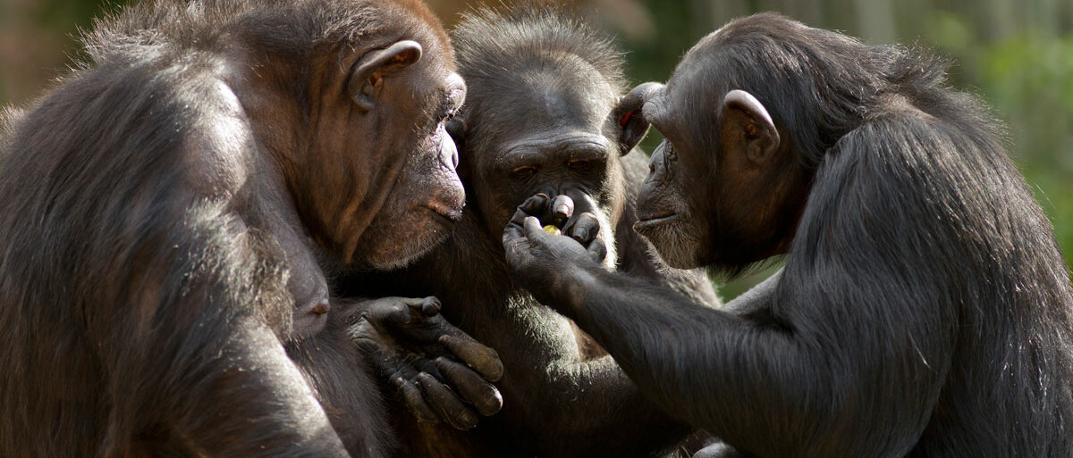 Drei Schimpansen sitzen sich gegenüber und gestikulieren.