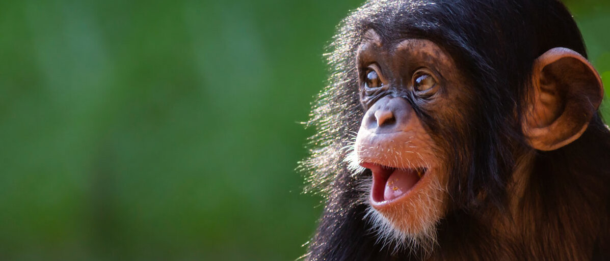 Ein süßes Schimpansenbaby reißt erstaunt Mund und Augen auf.