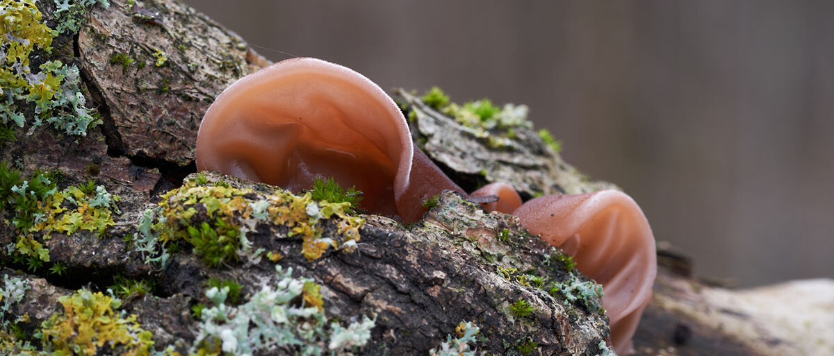 Auf einem Baumstamm wachsen Pilze, die wie Ohren aussehen.