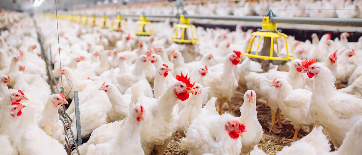 Schier endlose Reihen von weißen Hühnern, die sich in einem Stall dicht an dicht um Futterstellen drängen