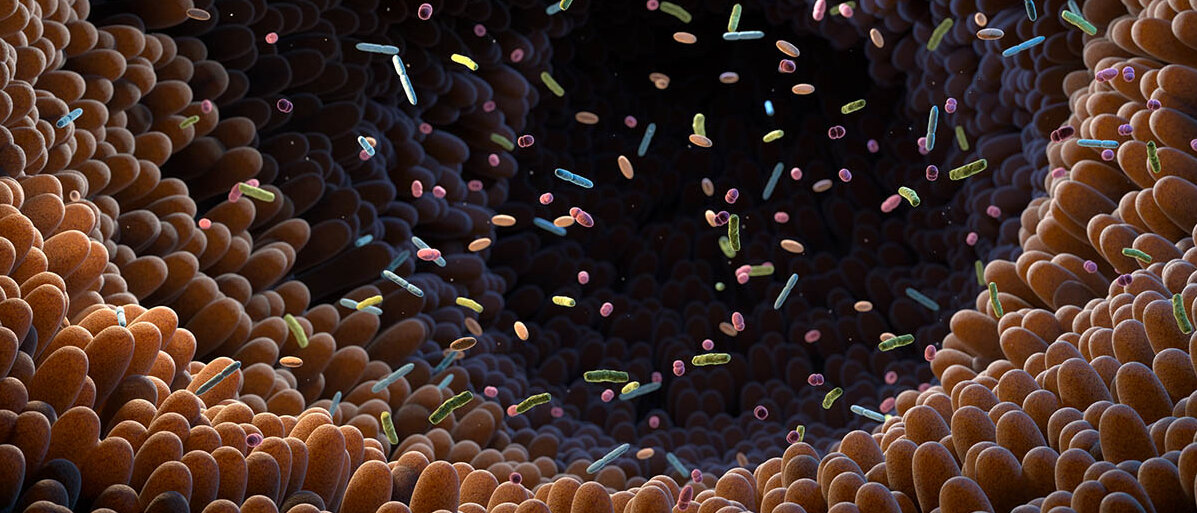 Illustration des Darmlumens. Darin schwimmen oder schweben Darmbakterien in vielen unterschiedlichen Formen und Farben.