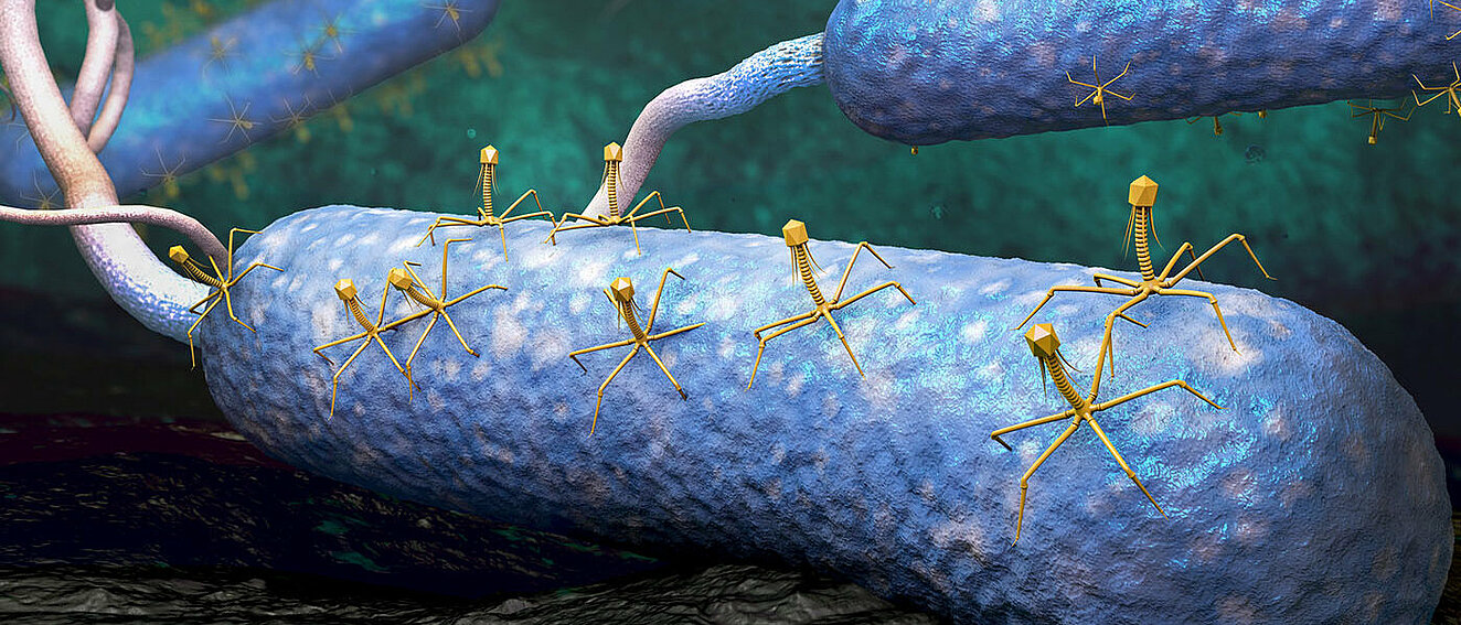 Eine digitale Illustration eines Bakteriums, auf dem mehrere Viren sitzen.