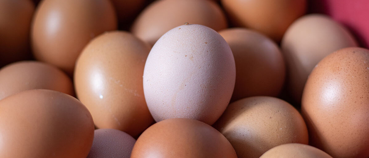 verschiedene Eier liegen neben- und aufeinander in braun und weiß