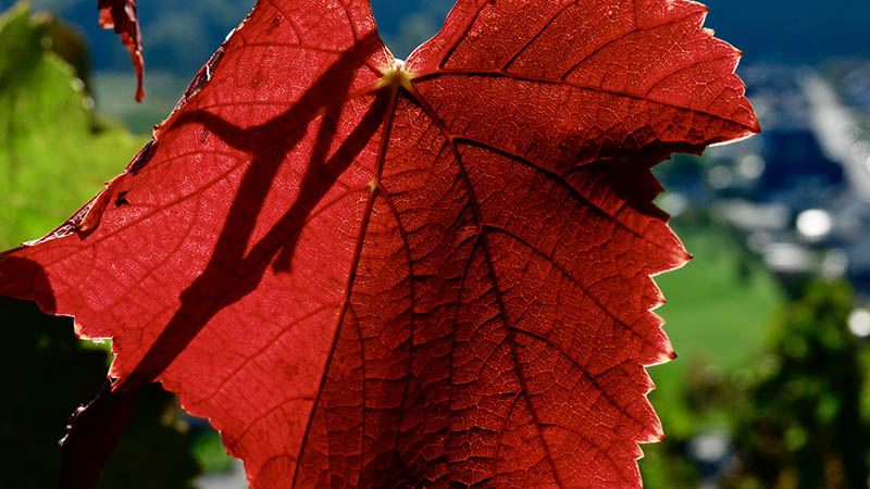 Durch ein rotes Weinblatt scheint die Sonne, die Blattadern sind zu erkennen. 